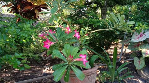 Purple porcelain flowers bloom beautifully