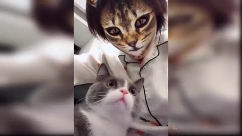 Cute and Funny Cat Videos Compilation #11 | Aww Animals