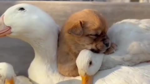 Cute dog playing with duck🦆