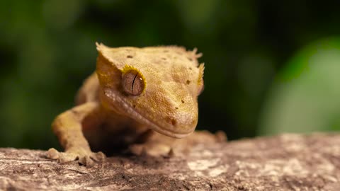 Gecko or reptile on a trunk closeup shot - adalinetv
