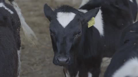 Close up cow feeding on milk farm. Cow on dairy farm eating hay