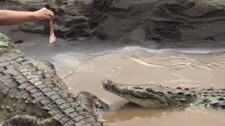 Feeding a Pair of Hungry Crocodiles