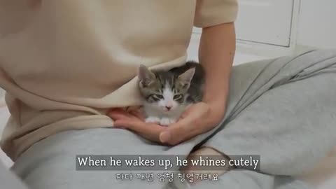 What Happens When a Rescued Kitten Becomes Completely Obsessed with Humans?
