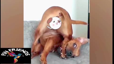 New Funniest Cats And Dogs Videos 😁 Best Of The 2023 Funny Animal Videos 😁 - Cutest Animals Ever