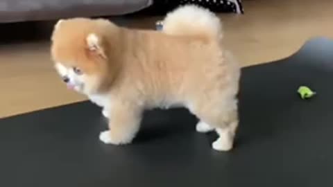 Cute Dog Doing Yoga