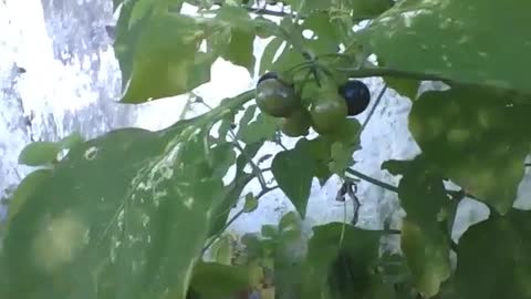 Black nightshade is a weed and the fruits are toxic, do not eat! [Nature & Animals]