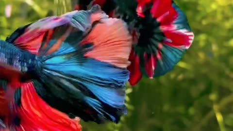 Satisfying Nice Fish ASMR That Makes You Calm Original Satisfying Videos PART - 63