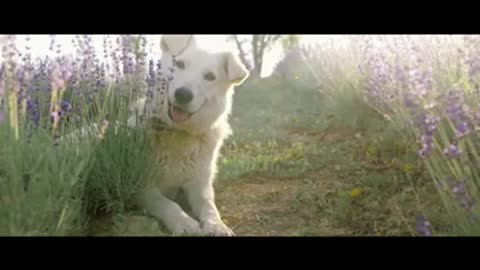 A Cute Dog in a Lavender Field. #Shorts