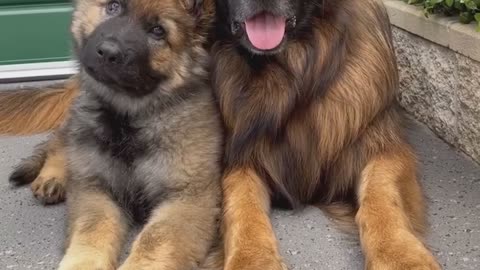 Cute puppies models
