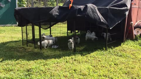 Great Pyrenees Litter Day 28 - Labor Day Weekend