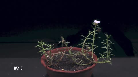 Moss Rose Opening Time Lapse 23 Days of GROWING