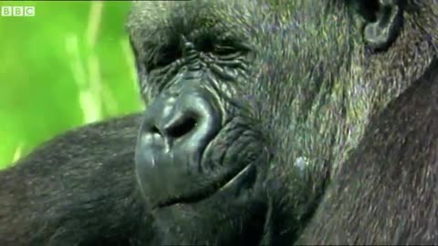 Gorilla Wonders Why He Can't Get a Job | Walk On The Wild Side | Funny Talking Animals | BBC Earth