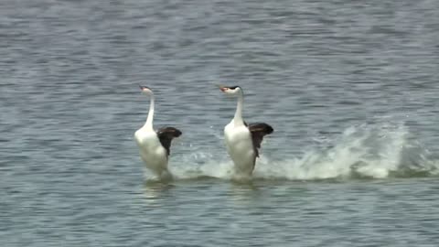 walk on the water