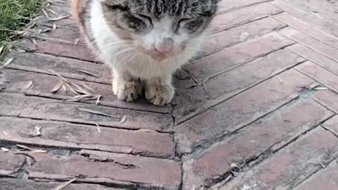 Cute Cat🐈 Video By Kingdom of Awais