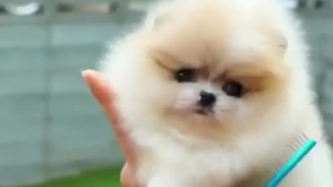 Mini Pomeranian | Pomeranian Puppies | Cute Puppies