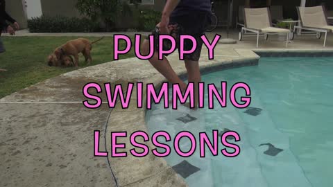 Puppy Swimming Lessons