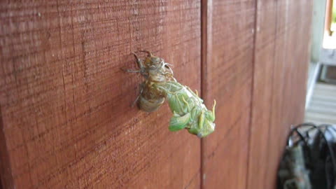 Cicada drying after coming out of it's skin.