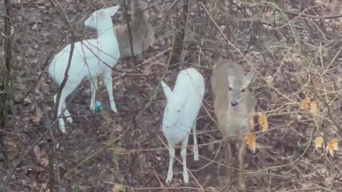 Rare Sighting of Twin Albino Deer
