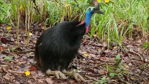 Jackie Gentle Cassowary With Feet Out Also A Eating Position