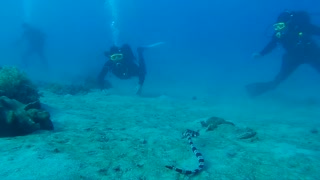 diver looking at snake