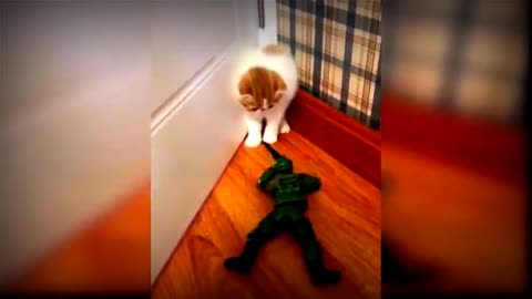 Baby cute cat and funny cats video #justcool