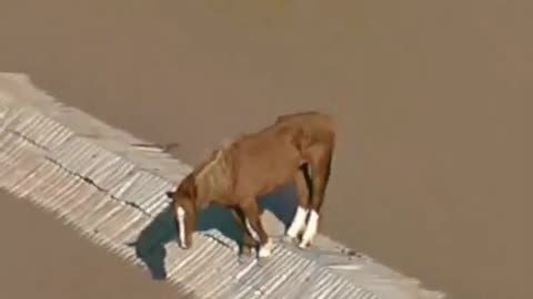 Horse Stuck On Roof After Flooding