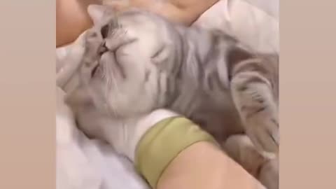 Cat love video