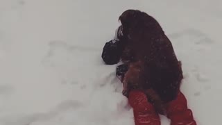 Red pants man does snow angle labrador dog jumps on him