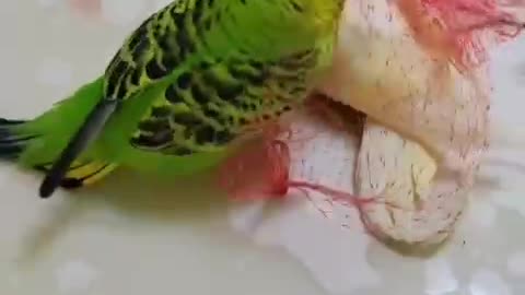 Do parrots fall in love too?