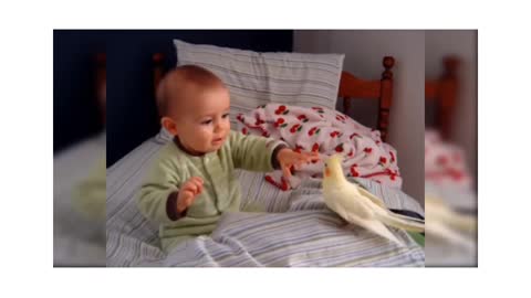 Cute_Bird_Falling_in_Love_with_Baby_-_Funny_Parrots_and_Babies