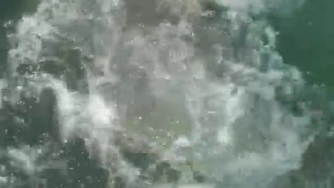 Hand Feeding a Bull Shark