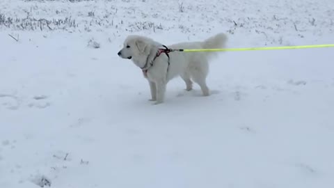 Great Pyrenees SlowMo in the Snow