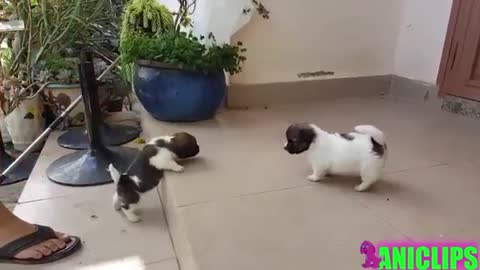 cute puppy playing with his siblings