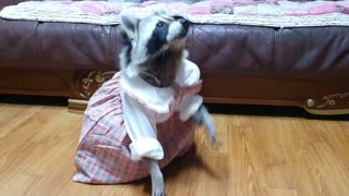 Raccoon wears a pretty pink uniform and eats almonds.