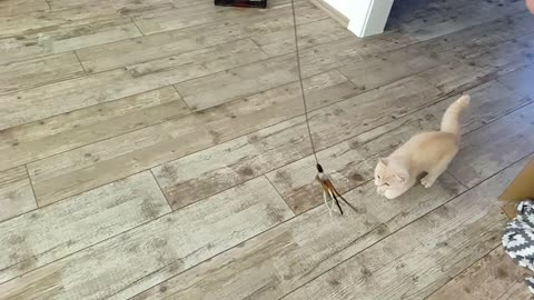 young cat catching his toy in slowmotion