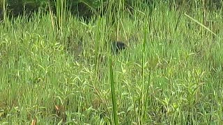 Purple Swamphen