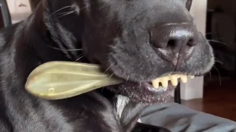 Goofy Dog Holds Toothbrush Bone In Hilarious Fashion