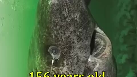 The Oldest Living Creature on Earth