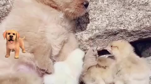 Cute little dog adorable duck moment