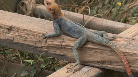 Orange-headed lizard inCape coast, Ghana