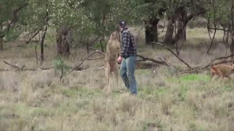 Watch a Man fights with Big kangaroo to save the dog