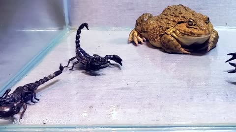 Amazing!! Asian Bullfrog With Big Black Scorpion!