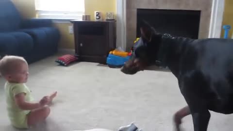 Doberman playing with baby