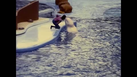 Watch the Sea Lion and Dolphin Shows at SeaWorld Orlando, Florida in 1988