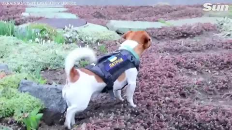 Sniffer dog helps Ukrainian army detect Russian explosive devices