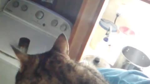 Astaroth49's Crazy Cats. Clint, I need to go to work. #catvideos