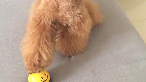 little teddy fun