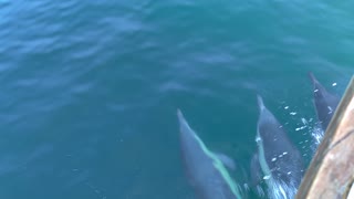 Dolphins on the port bow!