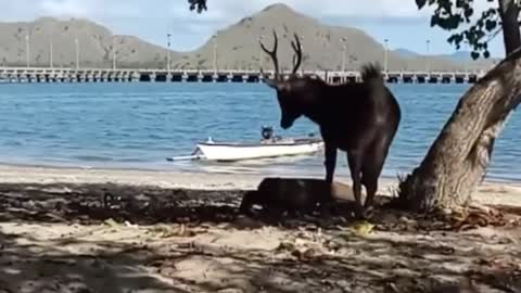 Avatar image KOMODO ISLAND Komodo Dragon Chasing and Eat Alive Deer On The Beach.