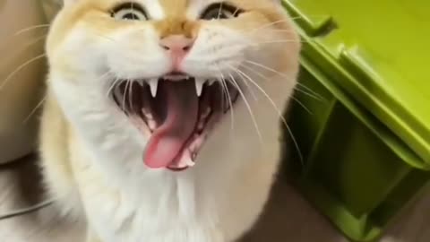 Cute cat Cute cat shorts Cute cat funny videos